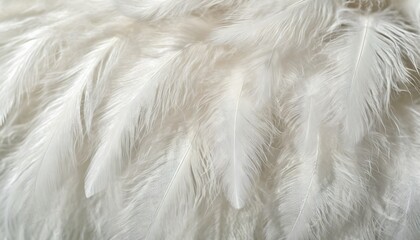 beautiful white feather wooly pattern texture background