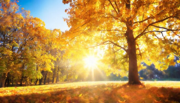 beautiful natural autumn background sunlight shining through orange golden yellow tree foliage fall in a park bright sun beams