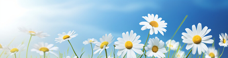 Daisy and daisy flower flower in summer, in the style of bokeh panorama, realistic blue skies, abstract landscape, 3840x2160, light-filled

