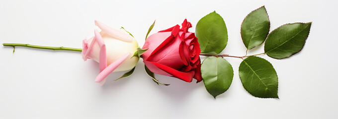 Two red and pink roses were lying on a white background, in the style of minimalist canvases, leaf patterns, light gray and green, minimalist photography, innovative page design, panoramic scale, 3840