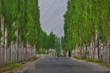 Tadjikistan. View of an alley of pyramidal poplars in a small village in the South of the Pamir tract on the border with Afghanistan. - obrazy, fototapety, plakaty