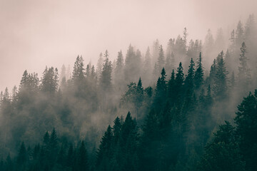 A dark forest among clouds and fog.