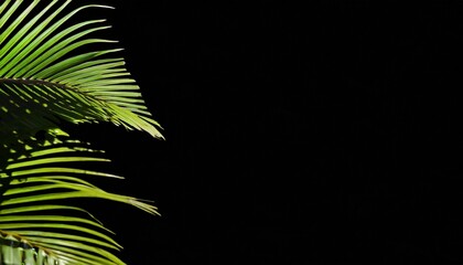 green palm tree leaf shadow white texture wall tropical leaves sunlight reflection background plant branch shade backdrop summer nature frame floral pattern foliage border decoration copy space