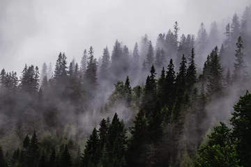 Photo sur Plexiglas Forêt dans le brouillard A dark forest among clouds and fog.