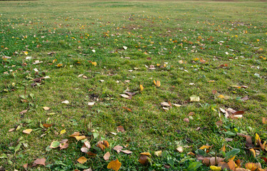 A lawn with green grass in the park on an autumn day. Fallen leaves.