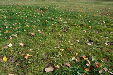 Lawn with green grass covered with fallen leaves in autumn day
