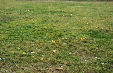 A field with green grass in the park on an autumn day.