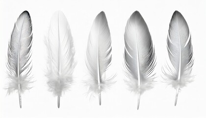 beautiful collection sketching white feather isolated on white background