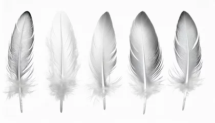 Fotobehang beautiful collection sketching white feather isolated on white background © Richard