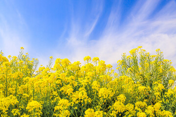 菜の花の群生地と青空