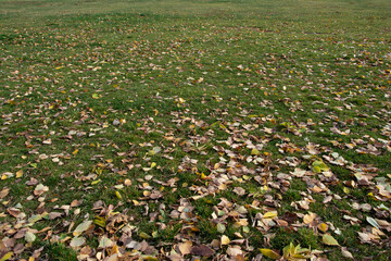 Fallen leaves on a green lawn on an autumn day
