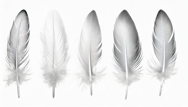 Fototapeta beautiful collection sketching white feather isolated on white background