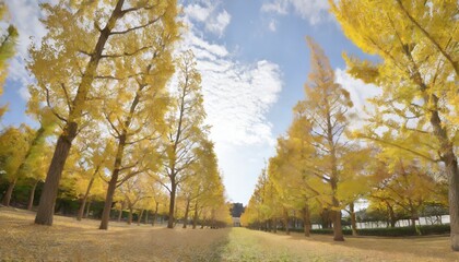 row of yellow ginkgo tree in autumn autumn park in tsukuba japan