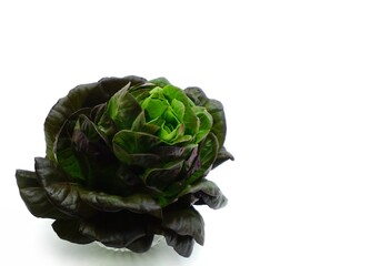 cabbage isolated on white