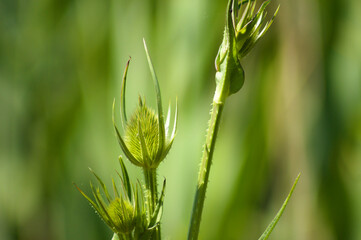 Closeup of cutleaf teasel green buds with selective green blurred background