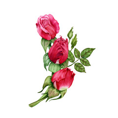 Obraz premium Composition with red rose flowers, buds and green leaves. Hand drawn watercolor illustration isolated on transparent background. Floral designs for cards, invitations, covers, wrapping and wallpaper