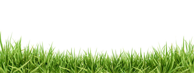 Fresh green grass isolated against a transparent background - obrazy, fototapety, plakaty