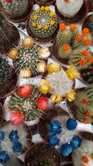 Some types of cactus that can be grown in small pots include Echeveria, Mammillaria, Astrophytum, and Gymnocalycium.