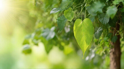 Heart shaped fresh green leaf on branch under summer sunlight, Concept of loving and waking up of nature.
