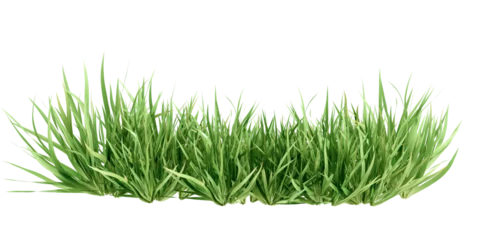 Fotobehang Isolated green grass isolated on white © Buffstock