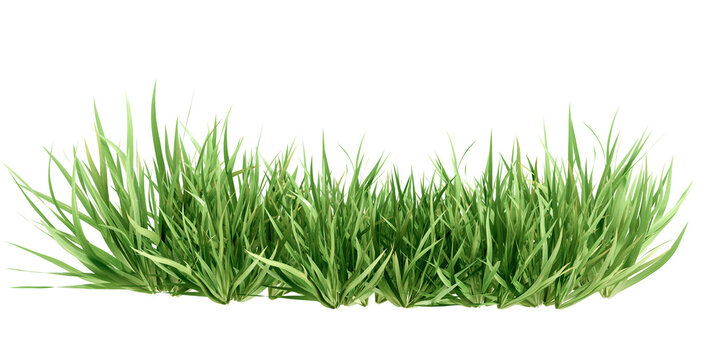 Isolated green grass isolated on white
