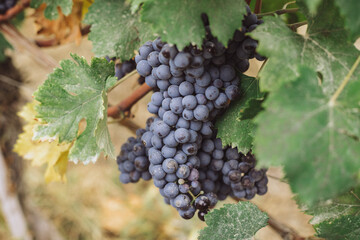 red grapes on vine