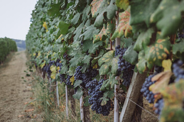 rows of grapes in vineyard