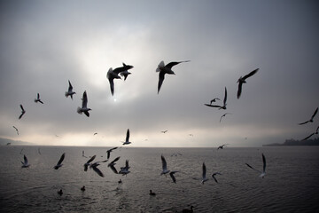 A mesmerizing sight as a flock of seagulls soars gracefully above the shimmering expanse of a tranquil body of water.