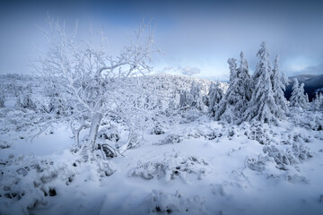 Winter under Sniezka mountain in Karkonosze during winter in Poland. Tree in the foreground.