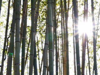 竹林