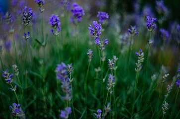 Obraz premium A blooming lavender in the garden