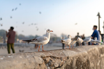 seagulls on the pier