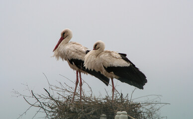 Stork Family 