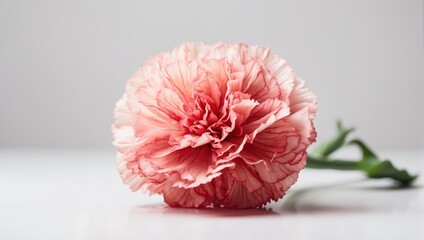 pink carnation with copy space, close up