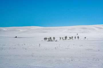 Anatolian Winter Whisper: Pristine Snowscapes and Solitary Tree
