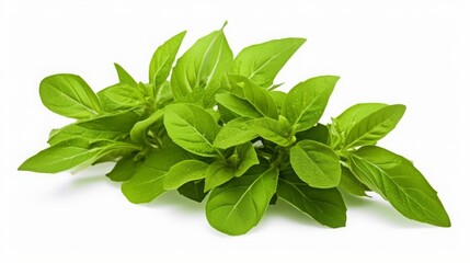 Vibrant green foliage of Thai lemon basil or mature tropical herb, accompanied by droplets, isolated on white background with clipping path.