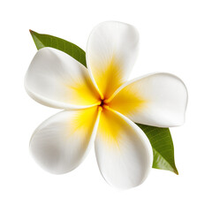 frangipani plumeria flower isolated on transparent background