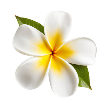 Fototapeta frangipani plumeria flower isolated on transparent background