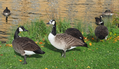 Group of canadian geese on a meadow