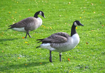 Naklejka na ściany i meble Group of canadian geese on a meadow