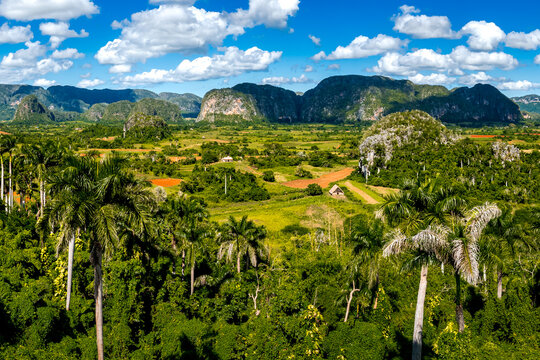 Verdant beauty of Pinar del R&iacute;o premier agricultural region for Cuban tobacco, showcasing Valle de Vi&ntilde;ales valley in Cuba, set against lush tobacco fields and Mogote hills of Vinales National Park.