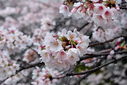 Cherry blossom trees on a rainy day photographed in 2023