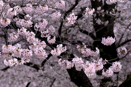 pink cherry blossom in spring taken in 2023