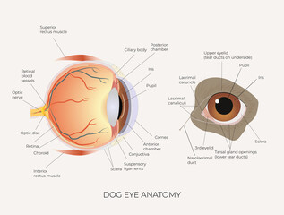 Dog's eye. The structure of the dog's eye. Anatomical illustration. Suitable for veterinary posters and educational materials. Biology and Zoology. Vector illustration.  - obrazy, fototapety, plakaty