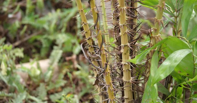 (Calameae) rattan palm tree growth in forest,Calameae ,wild food,wild plants