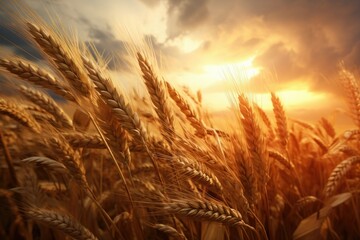 Golden wheat field under the sun, bumper wheat harvest, bumper barley harvest, wheat waiting to be harvested on the farm
