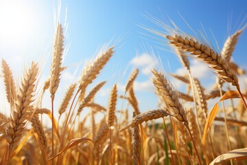 Fototapeta premium Golden wheat field under the sun, bumper wheat harvest, bumper barley harvest, wheat waiting to be harvested on the farm