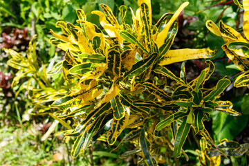 Fototapeta premium close up of yellow flowers