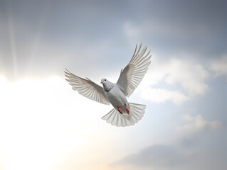 Fototapeta premium White pigeon or dove flying in cloudy sky