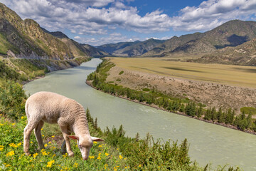 landscape with lamb on grazing near mountain river